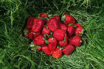 Big strawberries on grass
