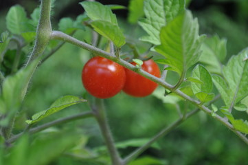 Tomates cerises