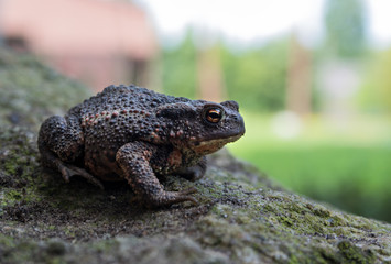 Erdkröte im Garten auf einem Felsen
