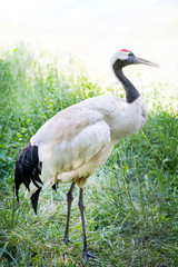 White stork