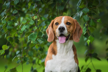 Portrait of beagle dog sitting under a tree - obrazy, fototapety, plakaty