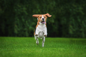 Happy beagle dog playing in summer