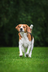 Beagle dog running