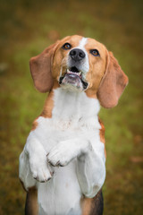 Beagle dog begging for food