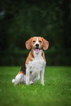 Beagle Dog Sitting On The Lawn