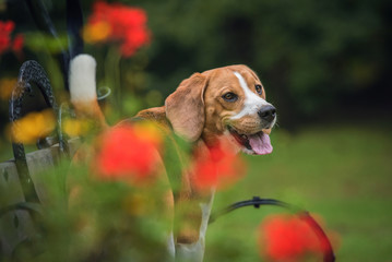 Beagle dog sitting on the bench
