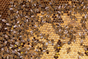 bees swarming on honeycomb
