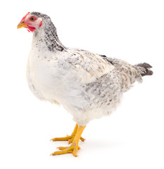 White hen isolated.