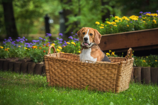 Funny Beagle Dog Sitting In A Big Basket