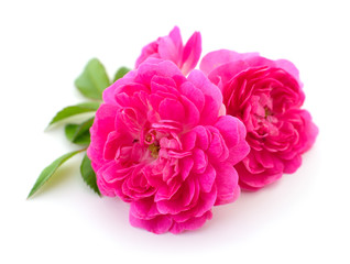 Beautiful red roses.