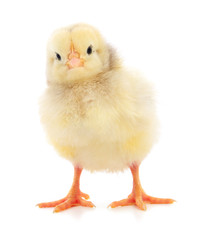 Small yellow chicken.