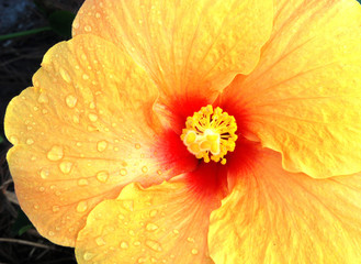 yellow hibiscus