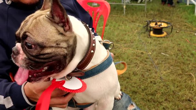 French Bulldog dog panting in a hot Summer