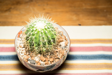 Cactus in Pot on Table from Top view with flash light