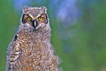 Close up portrait of Great Horned Owlet. ( Bubo virginianus )