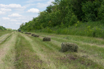 Clover, shamrock hay bales at field