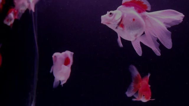 Goldfish swim in the aquarium with oxygen bubbles.