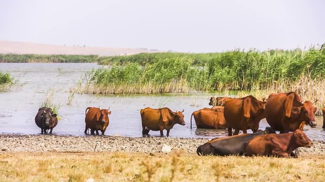 Group Of Cows Near Pond