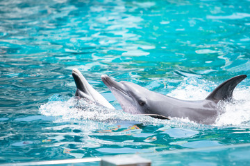 Naklejka premium animal