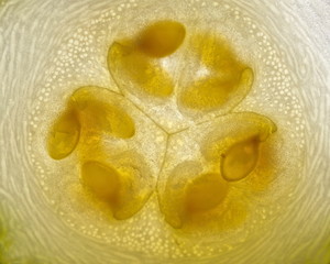 Innenansicht der Zucchini