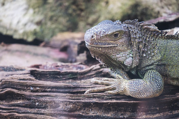 Closeup image of a green Iguana on a tree branch