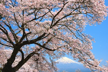 Obraz na płótnie Canvas 富士山と桜