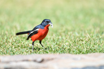 Crimson breasted shrike