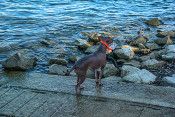 kleiner Hund grosses Wasser