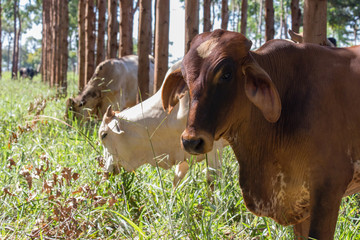 Integração Pasto Floresta