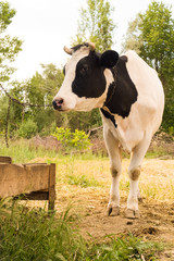 Dairy black and white spotted cow in the village.