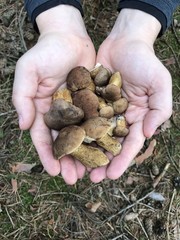 A young man holding a lot of porcini mushroom