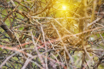 Nest on the twigs