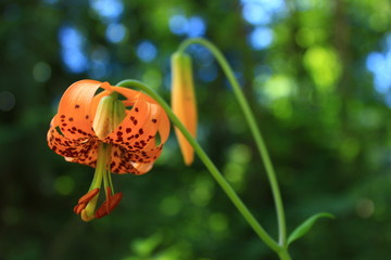 orange flower