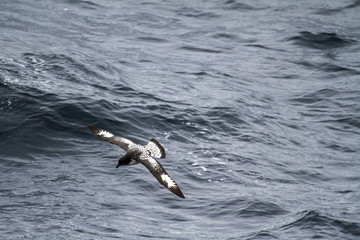 Albatross in Antarctica