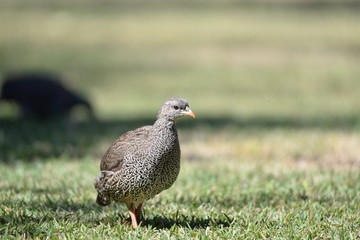 Natal Francolin