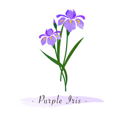 Colorful watercolor texture vector botanic garden flower purple iris
