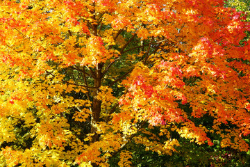 Bright colorful pointed maple in beautiful autumn colors in indian summer 