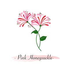 Colorful watercolor texture vector botanic garden flower pink honeysuckle