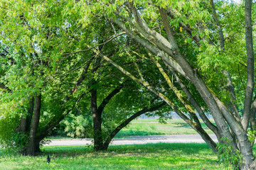 Three Tree composition in the park for background