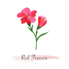 Colorful watercolor texture vector botanic garden flower red freesia