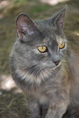 Домашние животные (Кошки)

