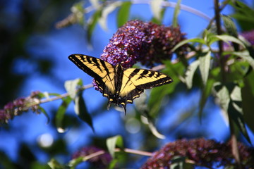 swallowtail butterfly