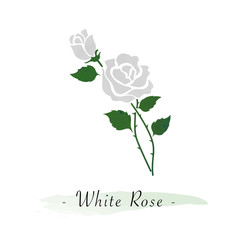 Colorful watercolor texture vector botanic garden flower white rose
