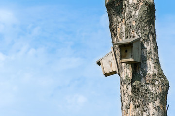 Birdbox  on a tree in front of a blue sky