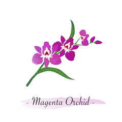 Colorful watercolor texture vector botanic garden flower magenta orchid