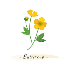 Colorful watercolor texture vector botanic garden flower buttercup