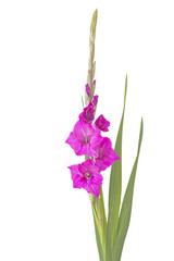 Einzelne Gladiole (Gladiolus) auf weißem Hintergrund
