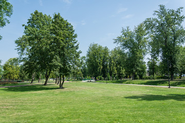 Green park with big trees in summer