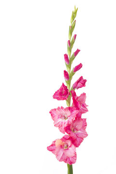 Einzelne Gladiole (Gladiolus) auf wei&szlig;em Hintergrund