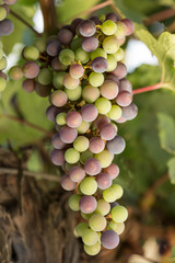 Large bunches of black grapes ripen against a background of greenery